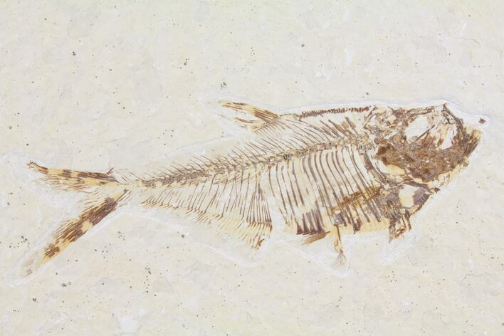 Diplomystus Fossil Fish - Wyoming #95625